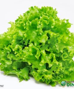 Alface Crespa Orgânica (und)