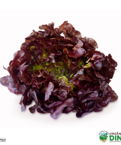 Alface Roxa orgânica (und)