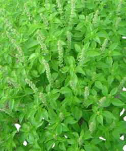 Manjericão Orgânico (mç)