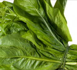 Radite Comum Orgânico mç