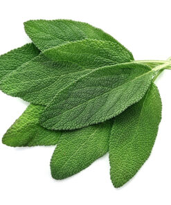 Sálvia Orgânico (mç)