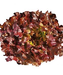 Alface Roxa Mimosa orgânica