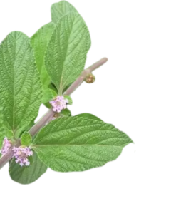 Erva Cidreira  Cha Orgânico (maço)